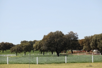 Fotos de Finca de Alberto Abajo Limousin-35